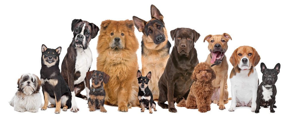 A large group of dogs of all sizes.